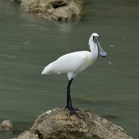 夏鳥の猛禽類とカッコウ科の托卵四種・・・（夏鳥の中でも比較的撮り難い野鳥達）