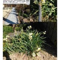 花巡り「梅－361」  幸手　満福寺