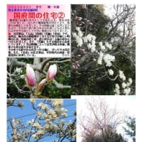 花巡り「梅－321」　国府間の住①②