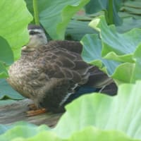 昨日午後５時過ぎまた、カルガモ親子が来た。