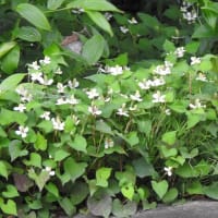 梅雨真っ最中の庭の花