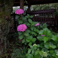 アジサイの花、高麗神社で