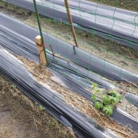 "きまぐれ菜園”の徒然日記【今年こそは！と捕らぬ狸の皮算用中】