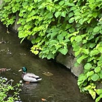 オオハナウド