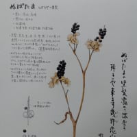 レモンの絵 花と実 - 野村陽子植物細密画工房