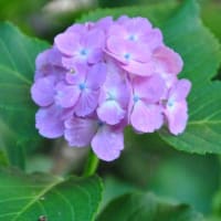 朝の散歩　谷端川緑地くちなしの白い花　　　　８