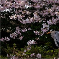 桜に来た大小の鳥・・・カワセミなど