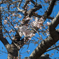 葛西・総合レクリエーション公園　枝垂れ桜が咲き始めました
