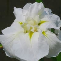 枚方山田池公園