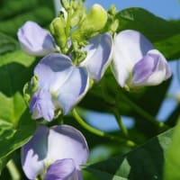 菜園に秋のチョウ