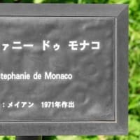 バラ　ステファニードゥモナコ　〈Stephanie de Monaco〉　