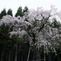 龍興寺の枝垂桜