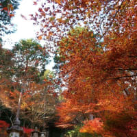 比叡山　紅葉だより