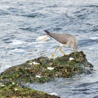 05/30探鳥記録写真-2:遠賀川河口の鳥たち（キアシシギ三昧、）