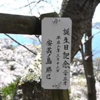 瀬戸内海に向けて広がる桜の園～正福寺山公園