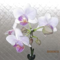 購入後５７日が経過したミニ胡蝶蘭の開花状態と蕾の生育の様子。