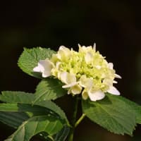 21世紀の森の紫陽花②