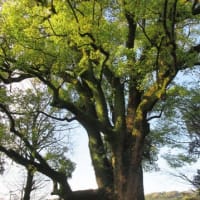 上穂北のクス