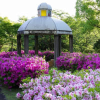新緑輝くつつじの丘