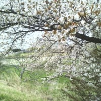 河原の山桜