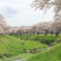 草場川の桜並木：筑前町