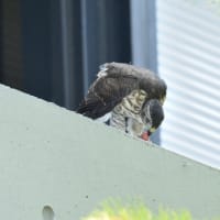心に残る情景*「鳥景」見沼の小さな森の雛はこの撮影が最後で会うことができませんでした