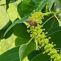 7月の庭仕事
