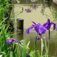 菖蒲が見頃です