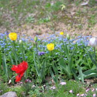 春の庭の花達6）咲いた咲いた！