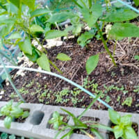 3日留守にして疲れたけど元気も貰って