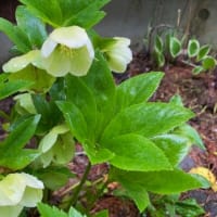 リンゴの花満開