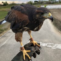 2羽で飛ばすと