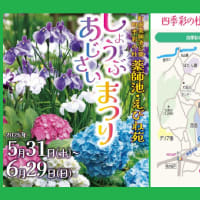 「町田薬師池公園」で開催中の「しょうぶ・あじさいまつり」〜あじさい編
