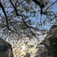 桜の中で入学式、４０年ぶりの再会、お花見などなど。