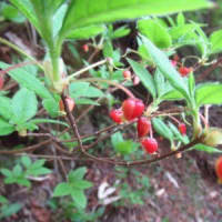 志賀高原で花探し
