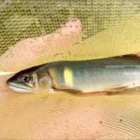 【釣】2025年の解禁日に銀影競技へこれでもかと魂が入る　（2025/06/01 　鮎　笹子川）