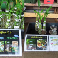 2025 綾部　春のバラまつり　赤い薔薇と黒猫