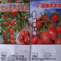 ♡♡トマトとマリーゴールド♡♡