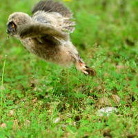 草地を歩いて移動する、トラフズクの幼鳥。