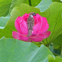 蓮の花
