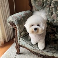 トリミング🐩