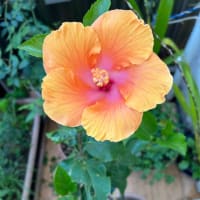 今日の花