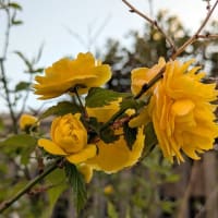 2025-4-7 散歩途中で見た花