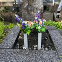 亀と遭遇。