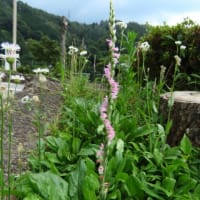 2025年7/7　木曽川のカワセミ