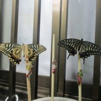 蝶々の羽化と、ユスラウメジャム