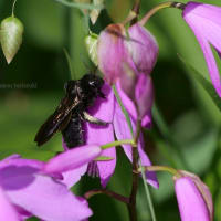 マメガキの花にタイワンタケクマバチ