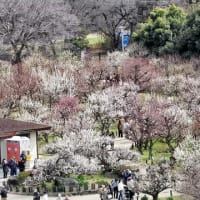 大阪城　梅林（２０２５年３月７日）動画