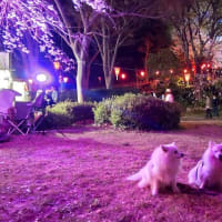 萩丘の会所開きと浜松城の夜桜