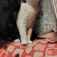 今日もニアピン(;´･ω･)
